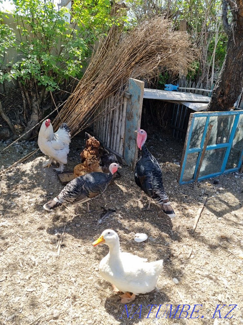 продам домашних индюков Енбек - изображение 1