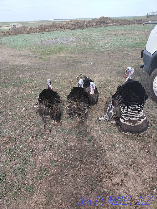 Продам. Индюков. Экибастуз - изображение 2