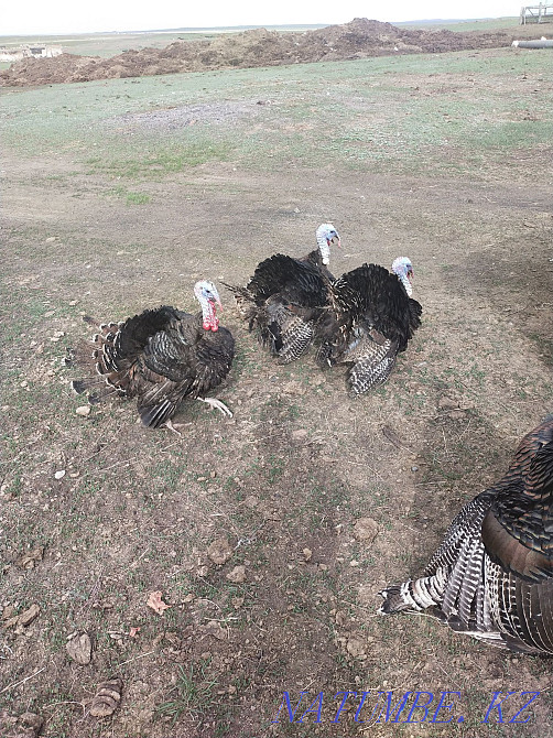 Продам. Индюков. Экибастуз - изображение 1