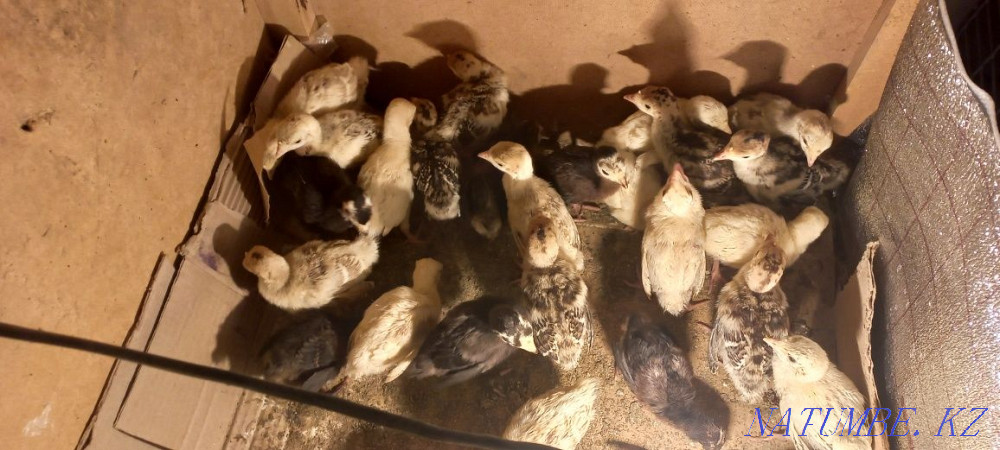 balapandary turkey Аксукент - photo 1