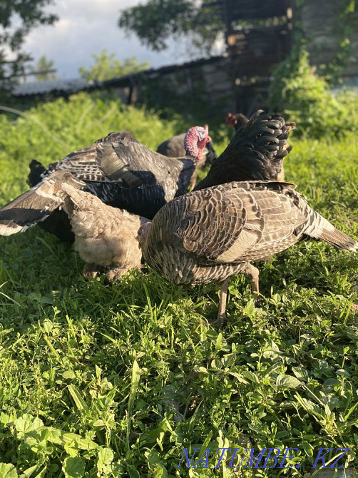 Продам индюков  - изображение 3