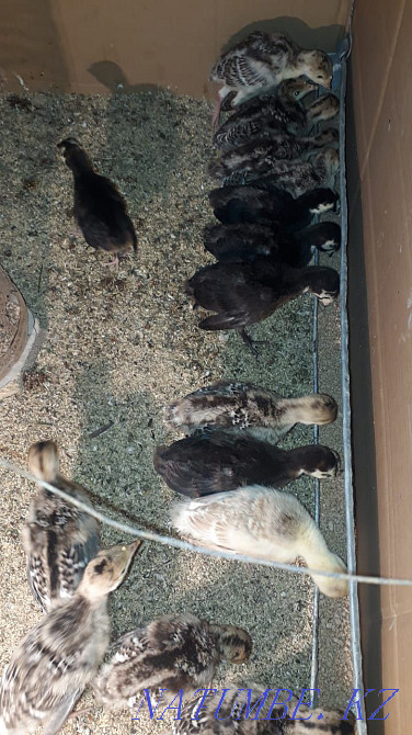 Turkey balapandary Сауран - photo 2