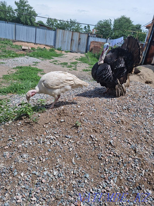 I will sell the turkey k?rke tauy? satamyn dereu Казцик - photo 4