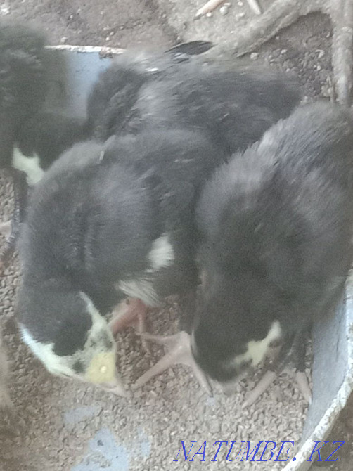 Индюшка и индюки  - изображение 1