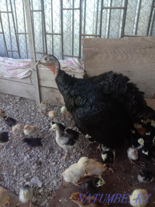 Индюшка и индюки  - изображение 3