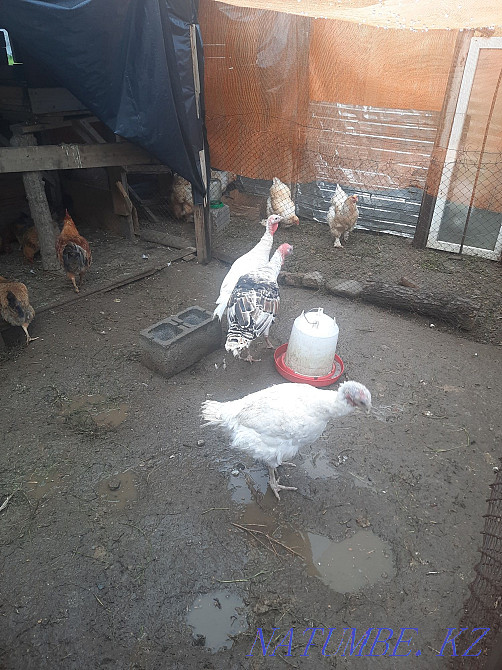 Продам индюк продам  - изображение 2