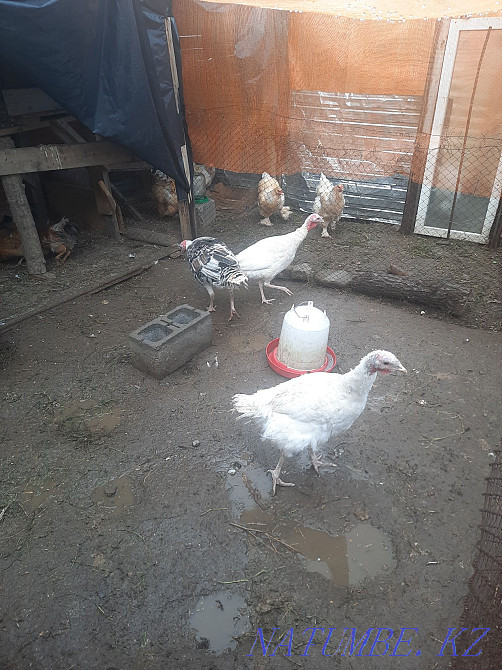 Продам индюк продам  - изображение 1
