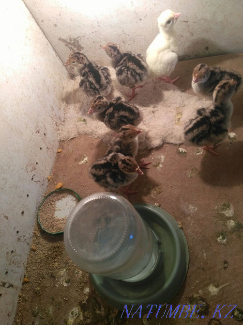 Индюк балапандары Кызылорда - изображение 1