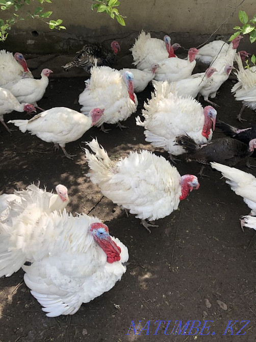 I sell one year old white broad-breasted turkeys Узынагаш - photo 1