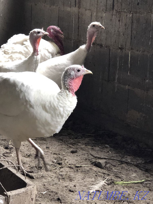 I sell one year old white broad-breasted turkeys Узынагаш - photo 2