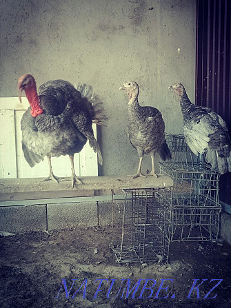 I will sell slate turkeys 1 male 3 female each 25,000 thousand already carried Shymkent - photo 1