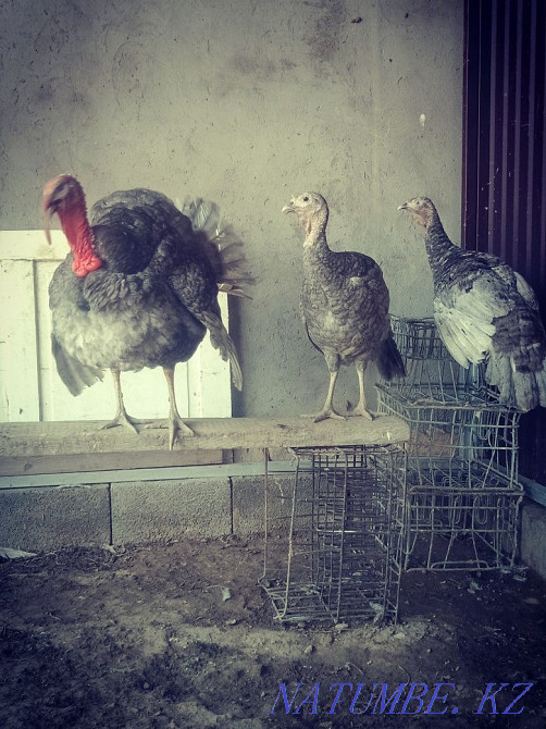 I will sell slate turkeys 1 male 3 female each 25,000 thousand already carried Shymkent - photo 1