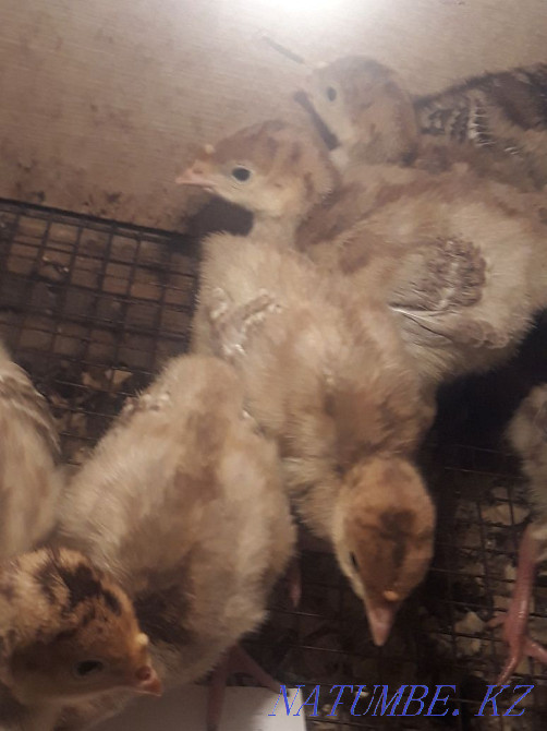 Turkey balapandary satylada  - photo 2