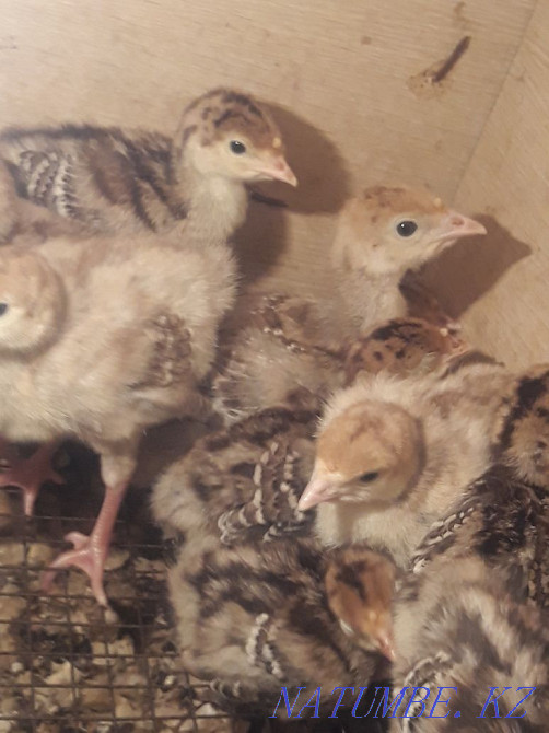 Turkey balapandary satylada  - photo 1