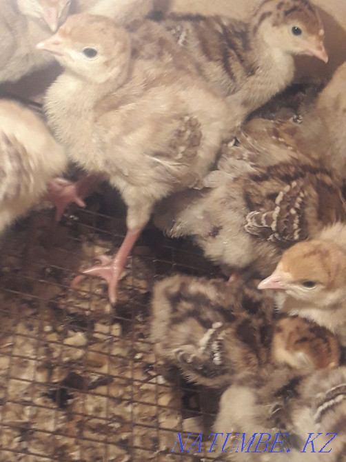 Turkey balapandary satylada  - photo 3