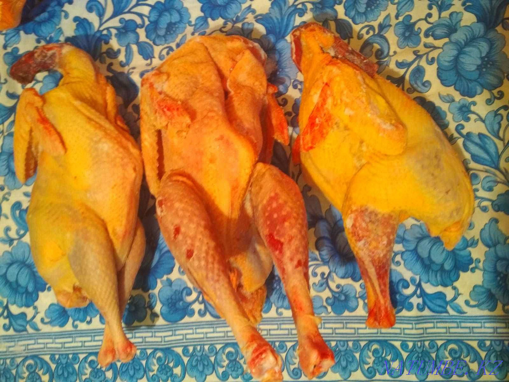 Продам мясо молодых индюков Уральск - изображение 1