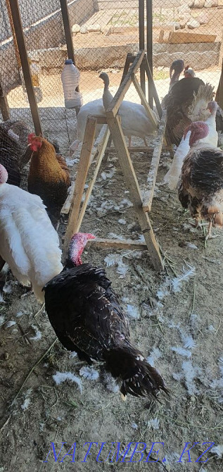 Домашние индюки, индюшата и яйца для разведения здорового поголовья.  - изображение 1