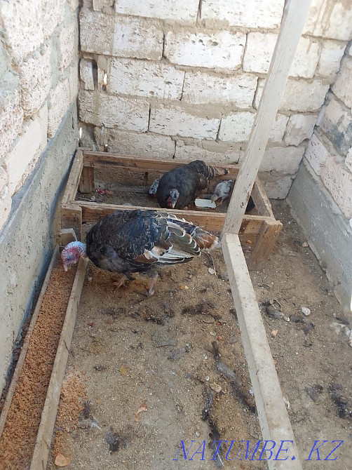 Satylady turkey 1 oraz 2 meken baasy 12000t Aqtau - photo 2