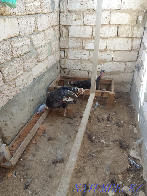 Satylady turkey 1 oraz 2 meken baasy 12000t Aqtau - photo 1