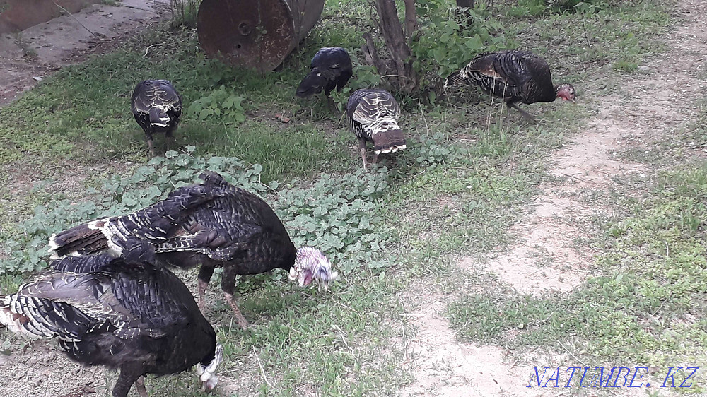 Индюки продам срочно Каскелен - изображение 2