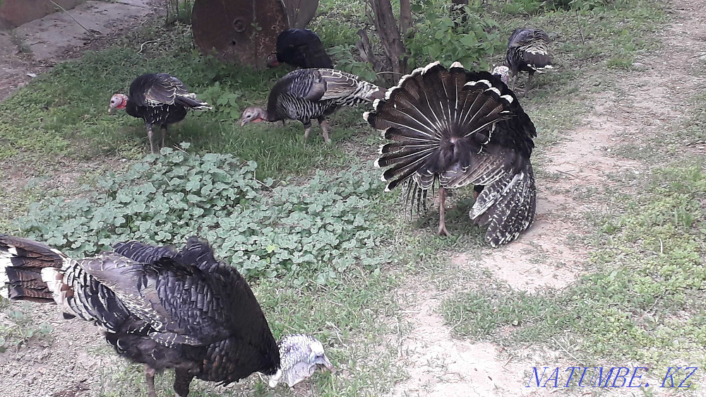 Индюки продам срочно Каскелен - изображение 1