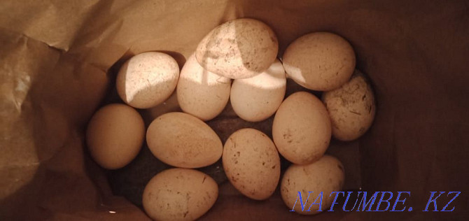 turkey eggs for sale  - photo 1