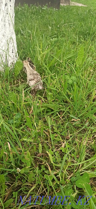 Turkey k?rketauy? turkey poults Esik - photo 4