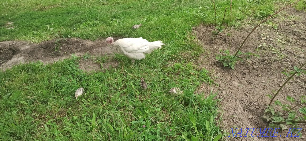 Turkey k?rketauy? turkey poults Esik - photo 3