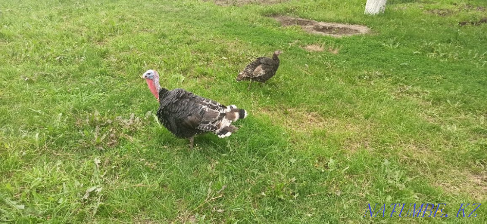 Turkey k?rketauy? turkey poults Esik - photo 1