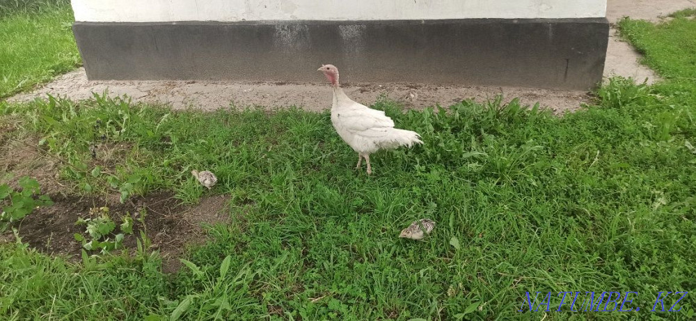 Turkey k?rketauy? turkey poults Esik - photo 2