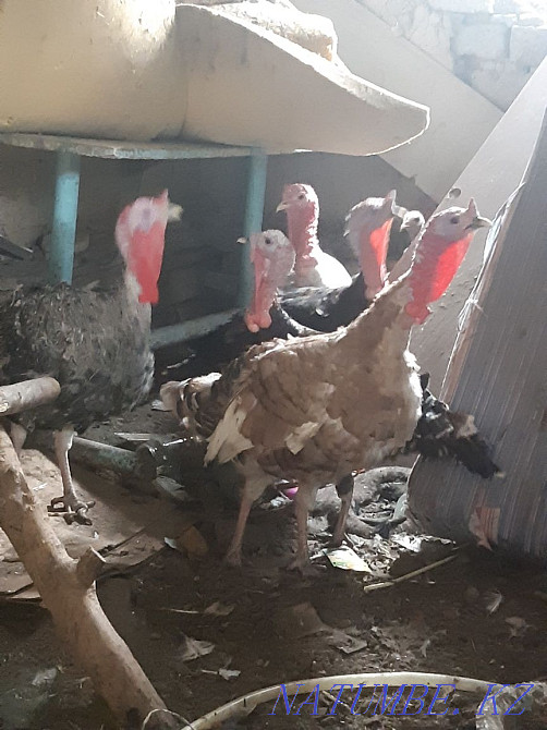 Индюки домашние, жирные Балуана Шолака - изображение 1