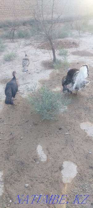 Satylady turkey 1 yerkek 3 urshashy bagasy 30000 kelisimdi Turkestan - photo 3