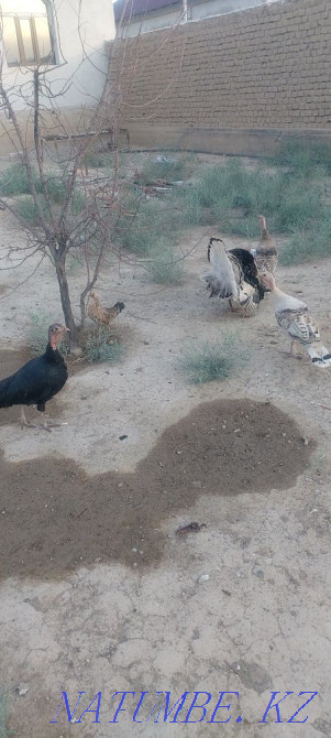 Satylady turkey 1 yerkek 3 urshashy bagasy 30000 kelisimdi Turkestan - photo 1