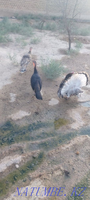 Satylady turkey 1 yerkek 3 urshashy bagasy 30000 kelisimdi Turkestan - photo 4