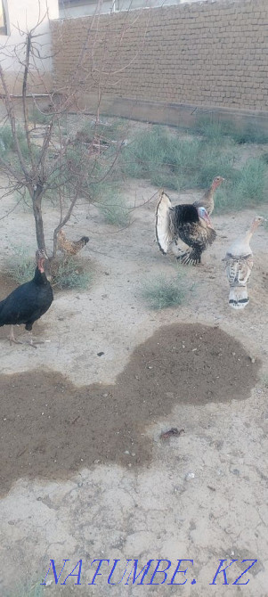 Satylady turkey 1 yerkek 3 urshashy bagasy 30000 kelisimdi Turkestan - photo 2