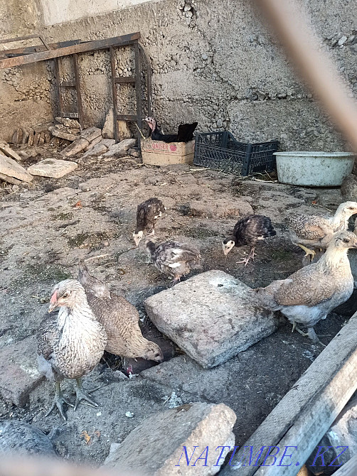 Продам индюков и курей Нурмухамеда Есентаева - изображение 2