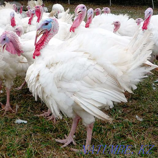 Индюки породы Универсал на племя семья 1+3  - изображение 1