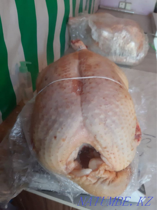 Тек күрке еті ОПТОМ  Алматы - изображение 4