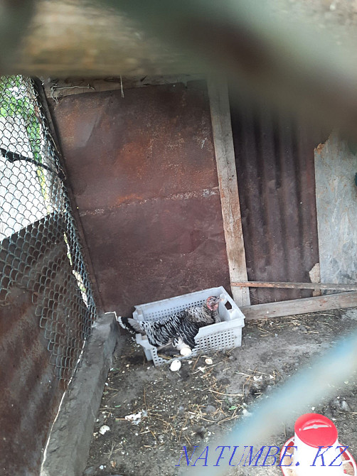 Turkey and turkeys whatsap nom Жетыген - photo 2