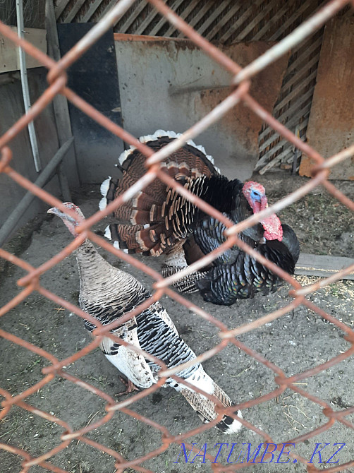 Turkey and turkeys whatsap nom Жетыген - photo 1
