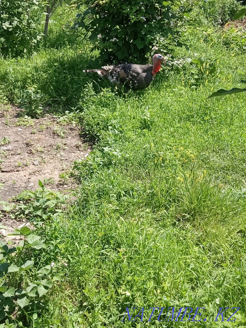 Продам Индюка 12тыс  - изображение 4