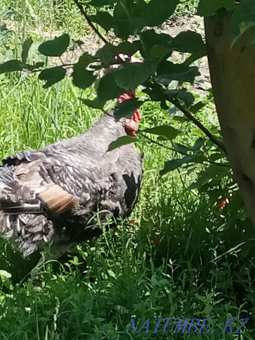 Продам Индюка 12тыс  - изображение 2