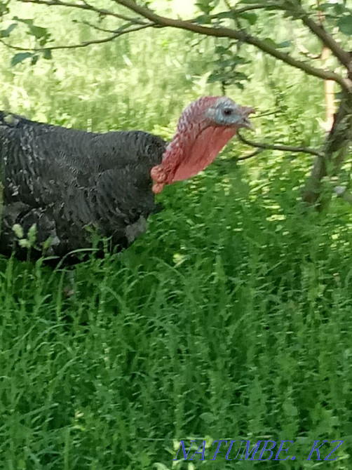 Продам Индюка 12тыс  - изображение 1