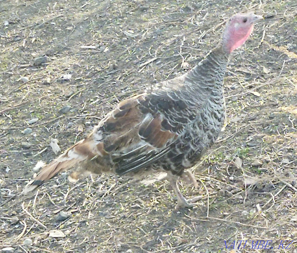 Продам яйца индюка Талдыкорган - изображение 3