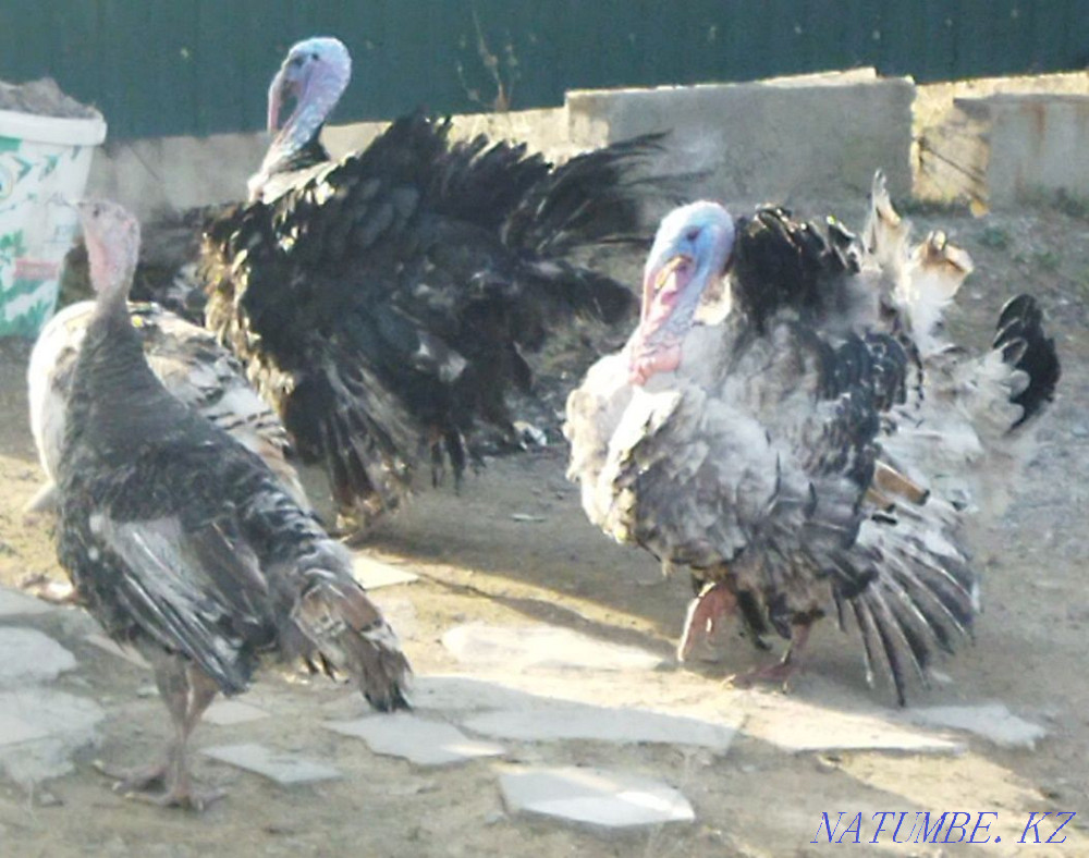 Продам яйца индюка Талдыкорган - изображение 2