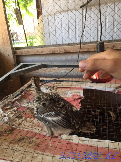 Индюк курке ундик Шымкент - изображение 2