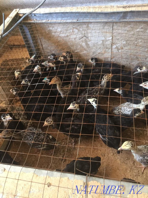 Индюк курке ундик Шымкент - изображение 4