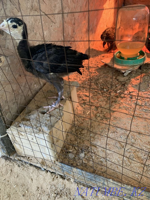 Гибрид индюк курке Шымкент - изображение 3