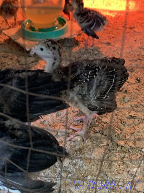 Гибрид индюк курке Шымкент - изображение 1