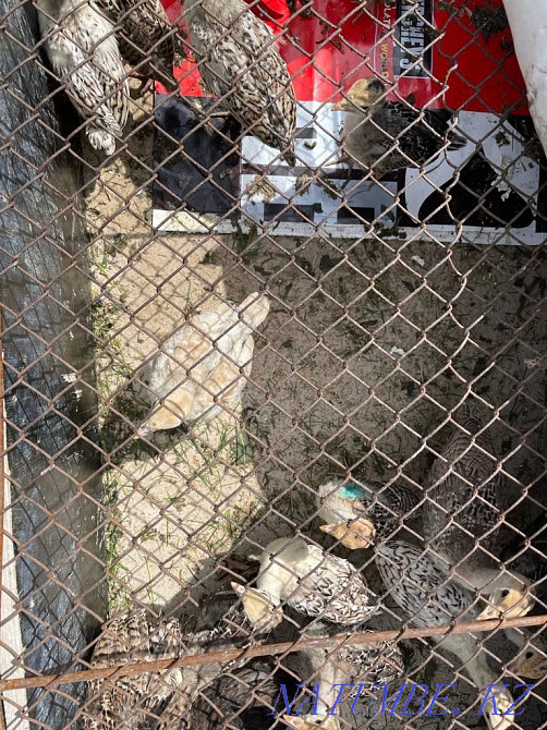 Tuyetauyk satylady, balapandary turkey  - photo 2